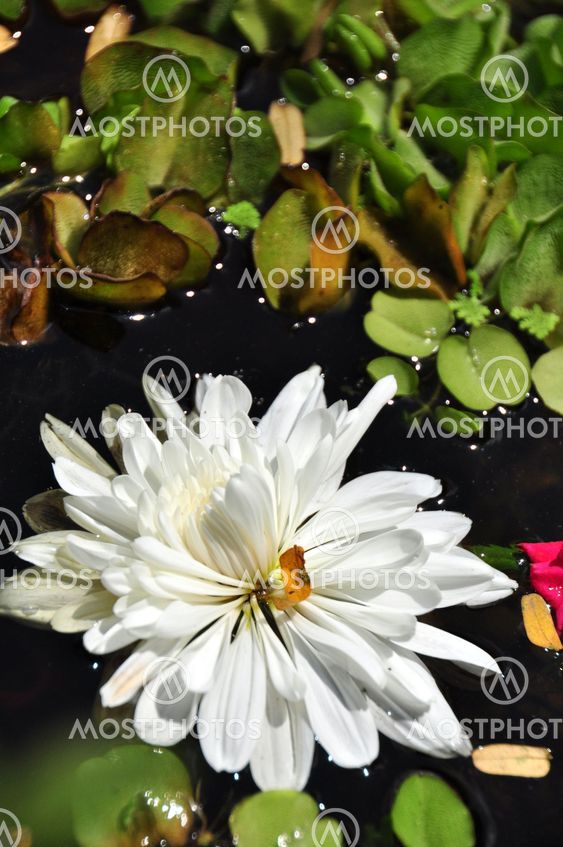 white chrysanthemum in the pond