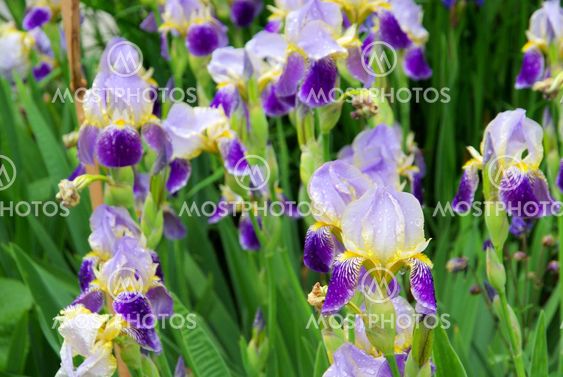 Schwertlilie - iris 39