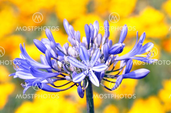 Purple Flower