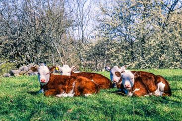 Calves lying down on a grass meadow with blooming cherry...