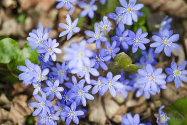 Blossoming hepatica flower in early spring in forest.