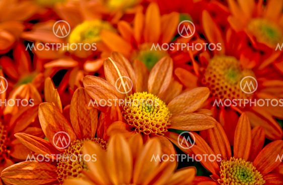 orange flowers