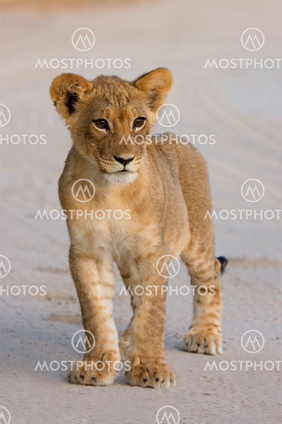 Lion cub