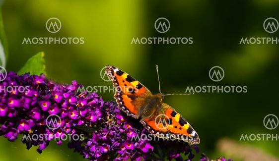 Small tortoiseshell