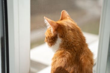 Ginger domestic cat looks out of the window under the...