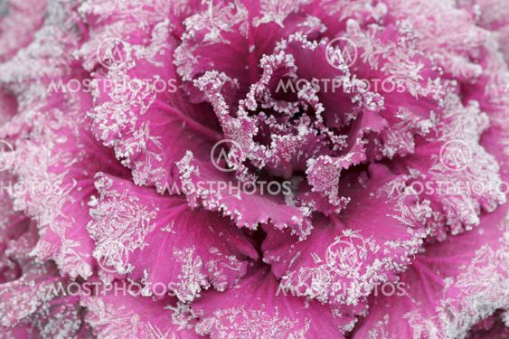Frosted Cabbage
