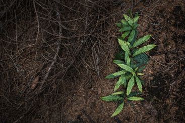 Green Ferns Grows Among Dead Twigs on the Forest Floor...