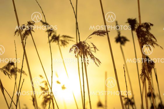 Sea grass in yellow backlight during evening