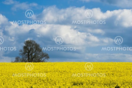 Rape Seed Crop 001