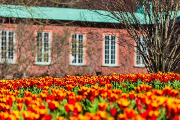 Colorful tulips bloom in spring at the botanical garden...