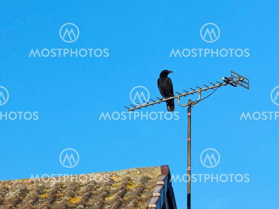 Black crow