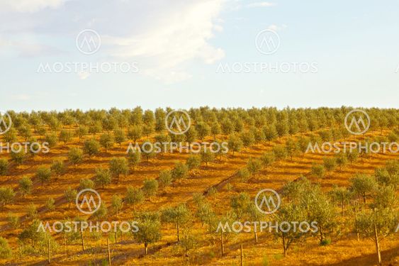 Olive tree field