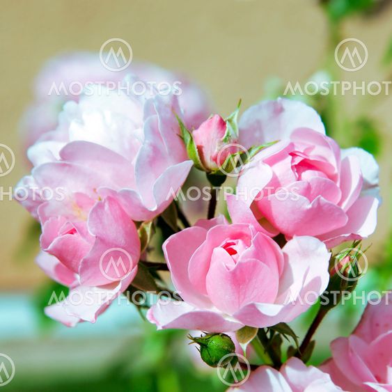 Roses