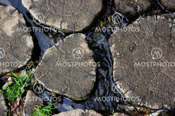 Tree trunk in the water