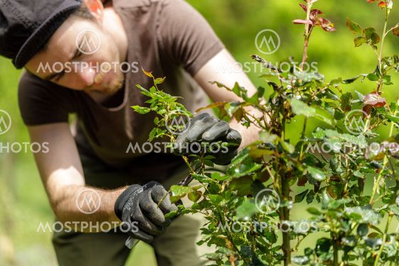 young handsom gardener man pruning roses in the garden