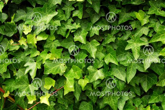 Green ivy background