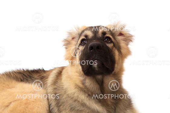 forsiden af bjerget hunde på hvid baggrund