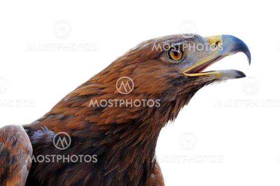 Golden Eagle ,Aquila chrysaetos