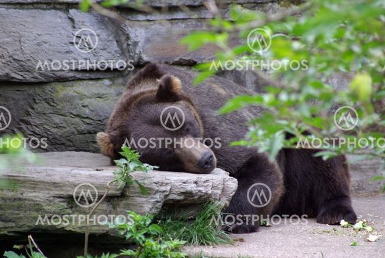 brown baer
