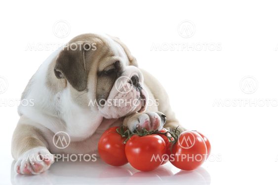 English bulldog puppy with vegetables