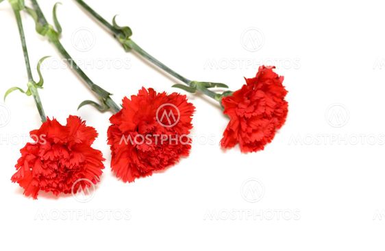 Three red carnations