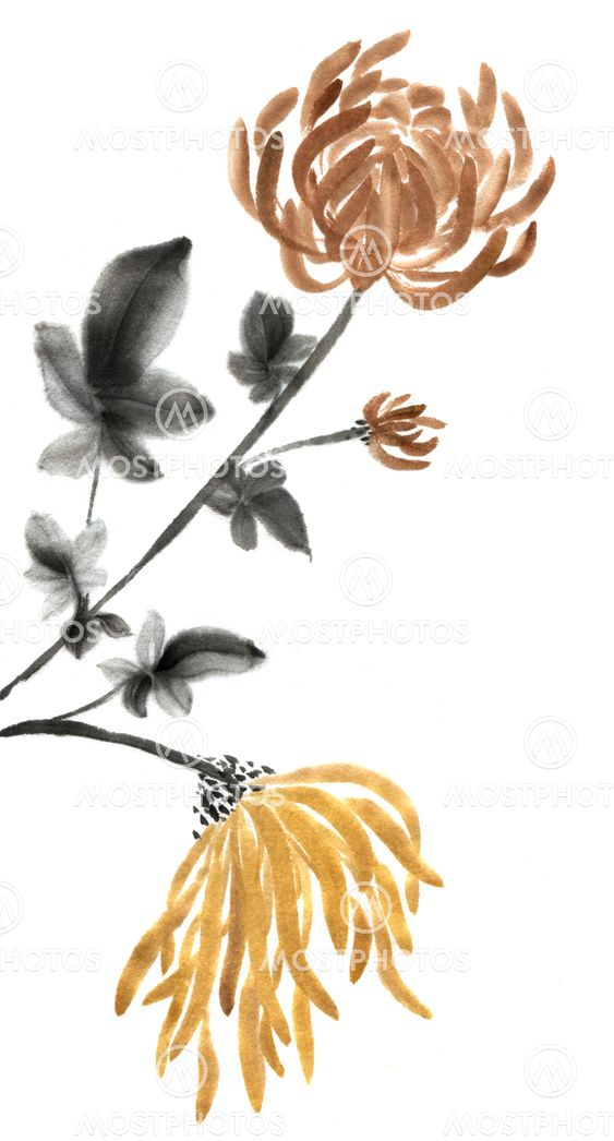Sumie chrysanthemums