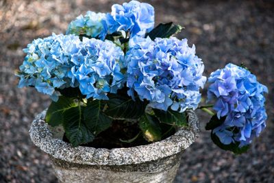 Blue Hortensia