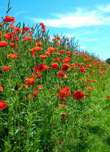 Poppies, outdoor field and nature bush in countryside,...
