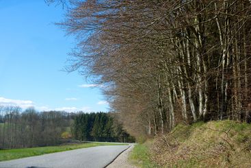 Forest and trees in very early spring - Denmark. A photo...