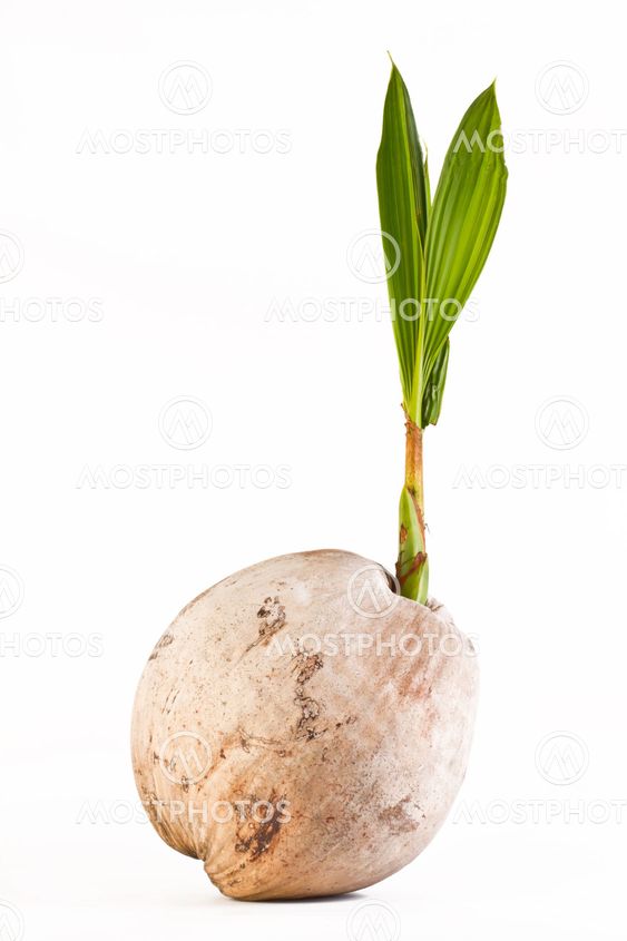 Coconut sprout