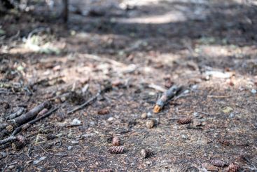 Built up pine needles, dead branches, and pinecones on...