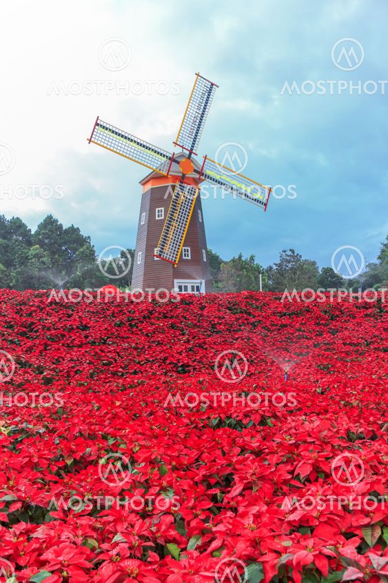 Red Poinsettia and Wind turbine