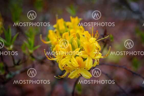 Rhododendron Flower Closeup, Ericaceae Family,...