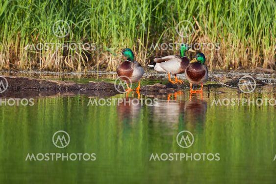 Mallard sunning