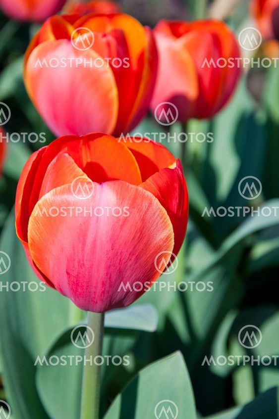 tulip in flower field