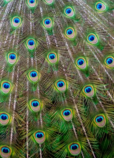 Close-up of feathers, male The Indian blue peafowl,...