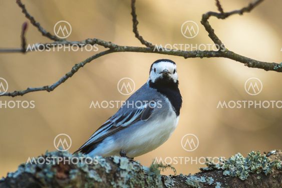 Wagtail or Motacilla alba looking at the viewer