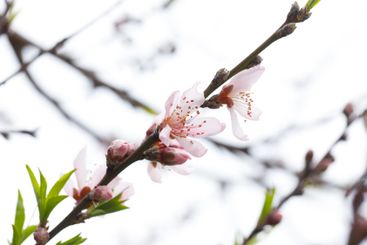 Spring flowers blooming in morning light