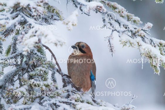 Eurasian jay, Garrulus glandarius, sitting in a spruce with snowy branches