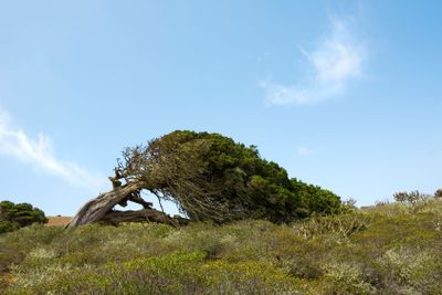 juniper tree at El Hierro, bent down by enduring wind