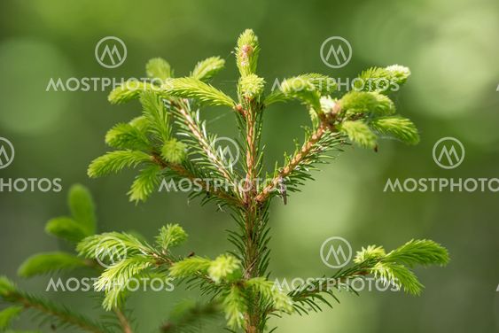 Detail of fresh green fragile spruce buds in forest