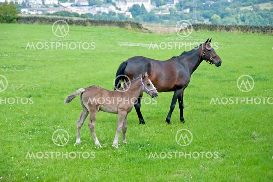 Chestnut Mare and Foal