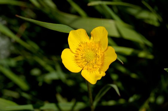 Winter Aconite