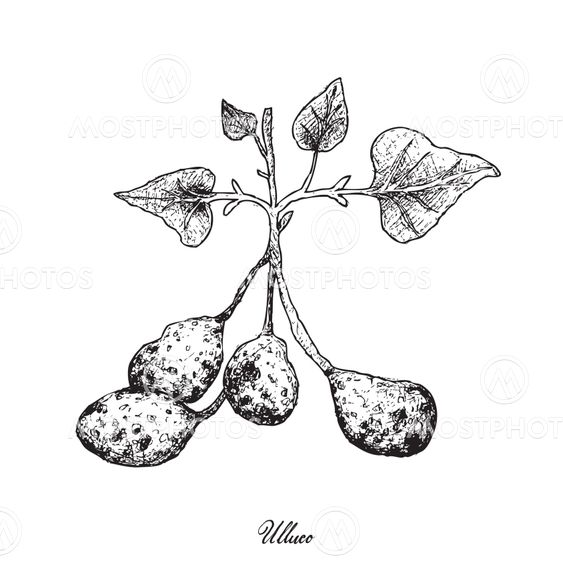 Hand Drawn of Ullucus Tuberosus on A White Background