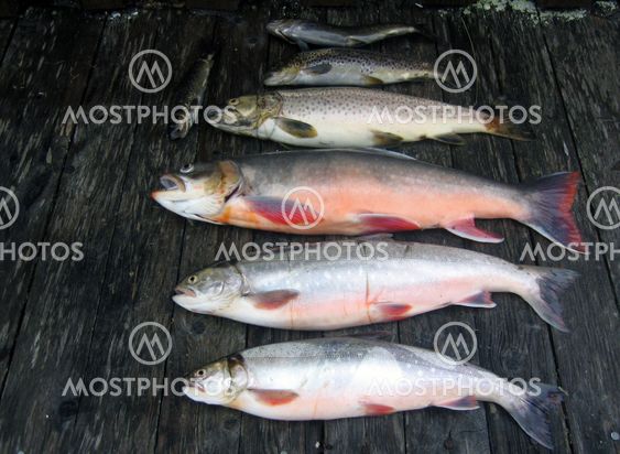 fishing