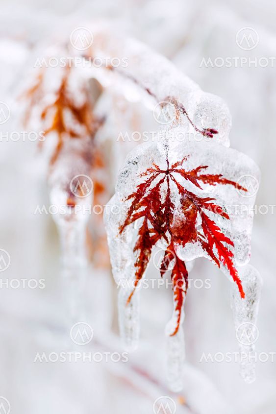 Icy winter leaf