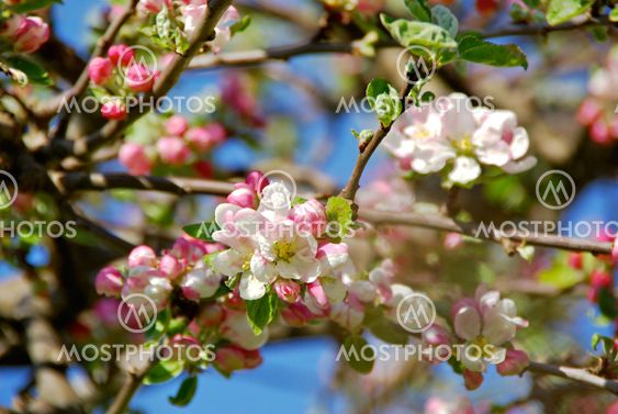 Crab apple tree