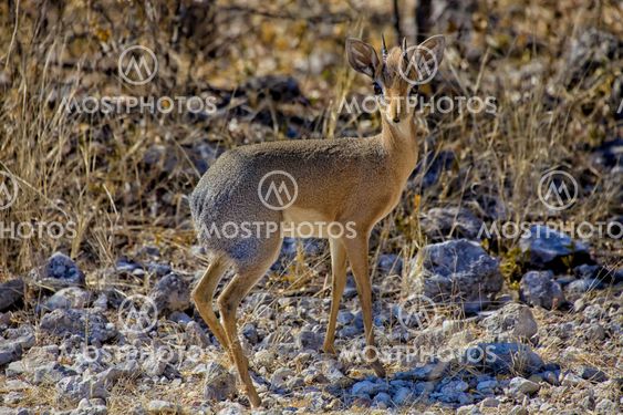 a damara dik-dik in etosha national park namibia