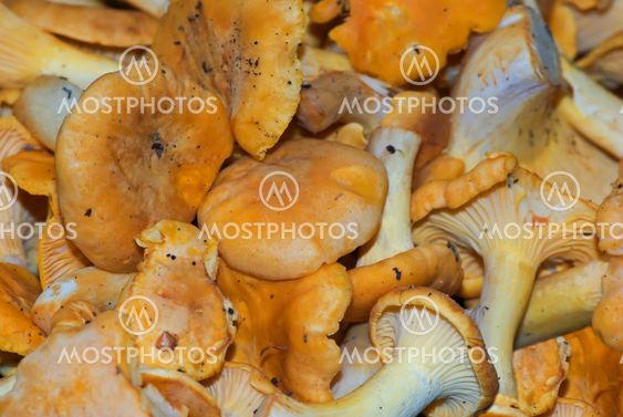 Chanterelle