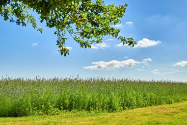 Farm, grass field and blue sky with tree in countryside...